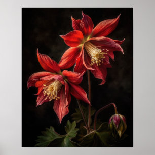 Red Columbine Flowers Art Print Poster