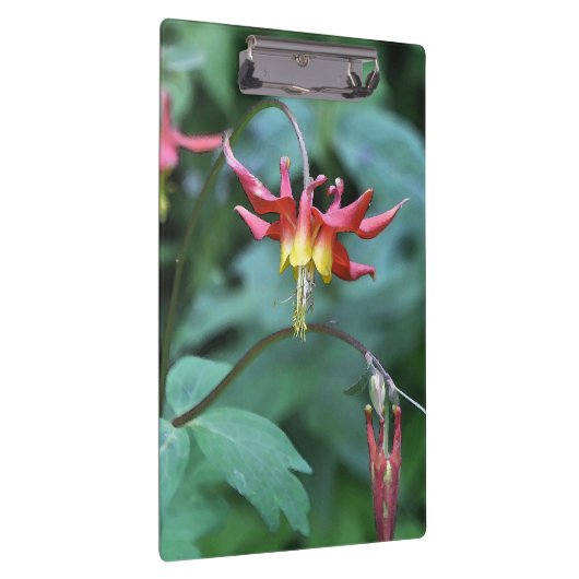 Red Columbine Klembord (Rechts)