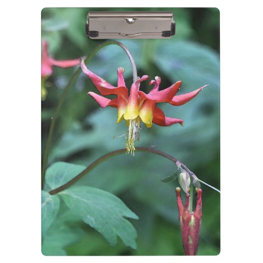 Red Columbine Klembord (Voorkant)