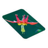 Red Columbine Magneet (Rechterzijde)