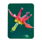 Red Columbine Magneet (Verticaal)