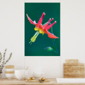 Red Columbine Poster (Keuken)