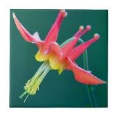 Red Columbine Tegeltje (Voorkant)