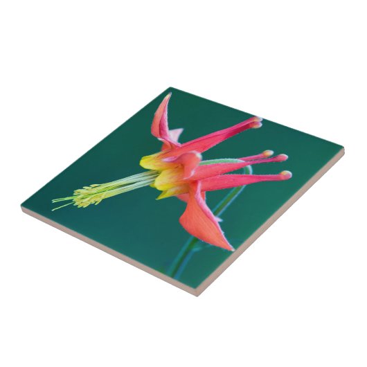 Red Columbine Tegeltje (Zijkant)