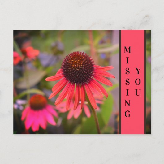 Red Cone Bloemen Echinacea Mist U Briefkaart (Voorkant)