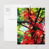 Red Creeper 2.jpg Briefkaart (Voorkant / Achterkant)