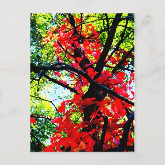 Red Creeper 2.jpg Briefkaart (Voorkant)