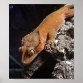 Red Crested Gecko Poster (Voorkant)