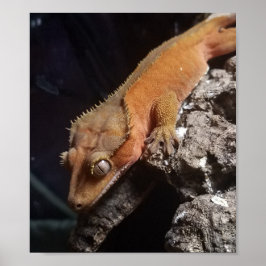 Red Crested Gecko Poster