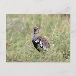 Red Crested Korhaan Briefkaart