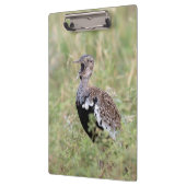 Red Crested Korhaan Klembord (Links)
