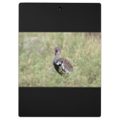 Red Crested Korhaan Klembord (Achterkant)