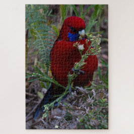 Red Crimson Rosella Bird Eating, 1014 stuks Legpuzzel