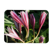 Red Crinum Lily Magneet (Horizontaal)