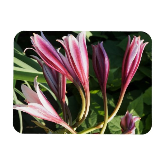 Red Crinum Lily Magneet (Horizontaal)