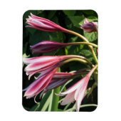 Red Crinum Lily Magneet (Verticaal)