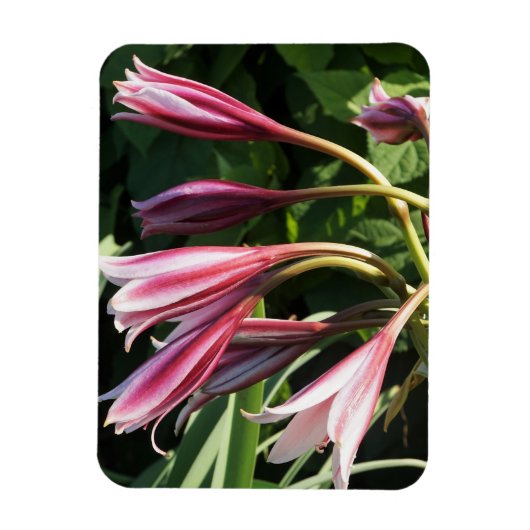 Red Crinum Lily Magneet (Verticaal)
