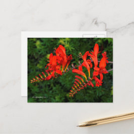 Red Crocosmia Lucifer Coppertips Flowers Briefkaart