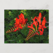 Red Crocosmia Lucifer Coppertips Flowers Briefkaart (Voorkant)