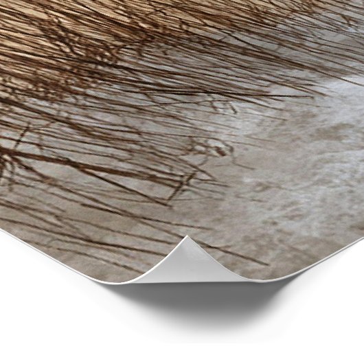 Red crowned cranes, watercolor artwork, poster (Hoek)