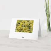 Red Curly Poinsettia Feestdagen Kaart (Achterkant)