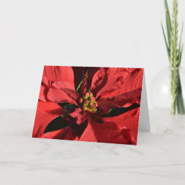 Red Curly Poinsettia Feestdagen Kaart