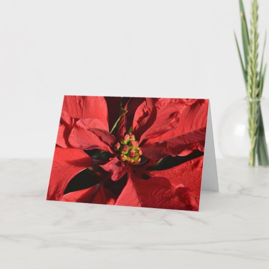 Red Curly Poinsettia Feestdagen Kaart (Voorkant)