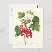 Red Currant Briefkaart (Voorkant / Achterkant)