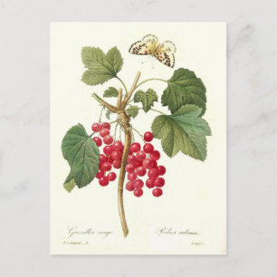 Red Currant Briefkaart