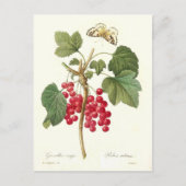 Red Currant Briefkaart (Voorkant)