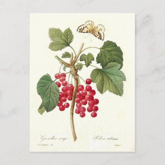 Red Currant Briefkaart (Voorkant)