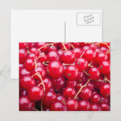 Red Currant Briefkaart (Voorkant / Achterkant)