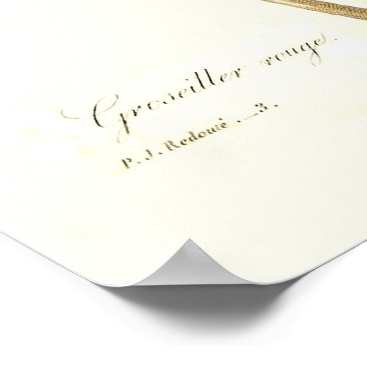 Red Currant Poster (Hoek)