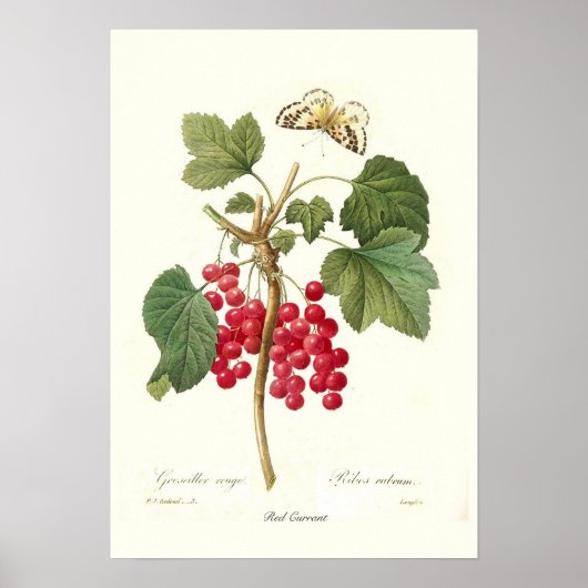 Red Currant Poster (Voorkant)