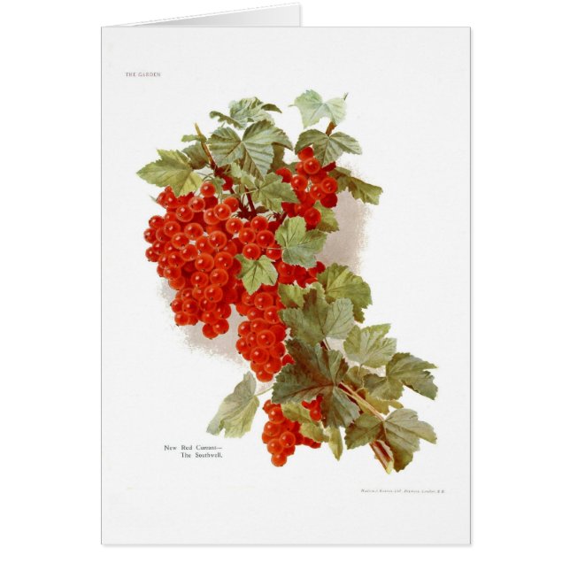 Red Currant "The Southwell" (Voorkant)