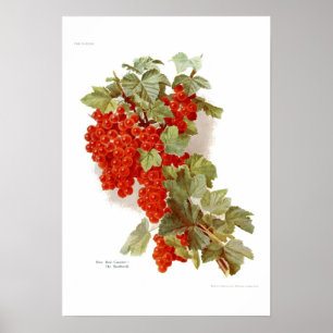 Red Currant "The Southwell" Poster