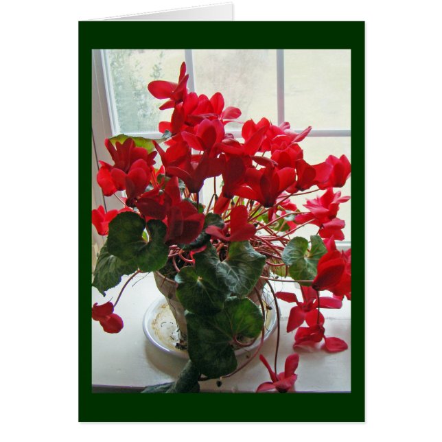 Red Cyclamen Flowers (Voorkant)