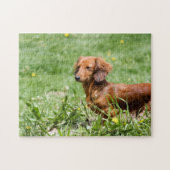 Red Dachshund Legpuzzel (Horizontaal)