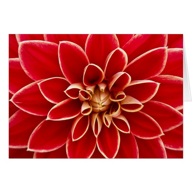 Red Dahlia (Voorkant Horizontaal)