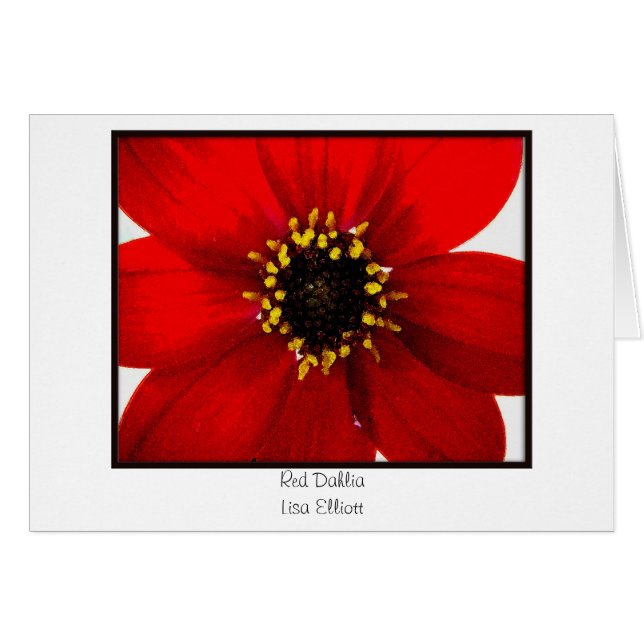 Red Dahlia (Voorkant Horizontaal)