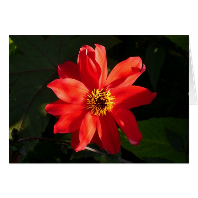 Red Dahlia (bisschop van Llandaff) (Voorkant Horizontaal)