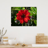 Red Dahlia (bisschop van Llandaff) II Poster (Keuken)