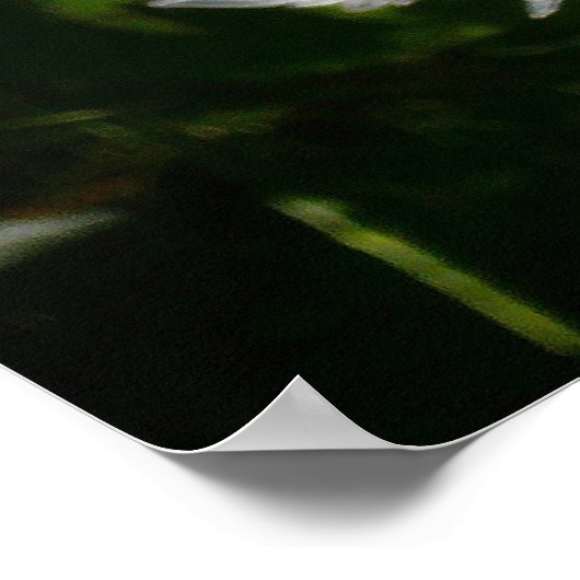 Red Dahlia (bisschop van Llandaff) II Poster (Hoek)