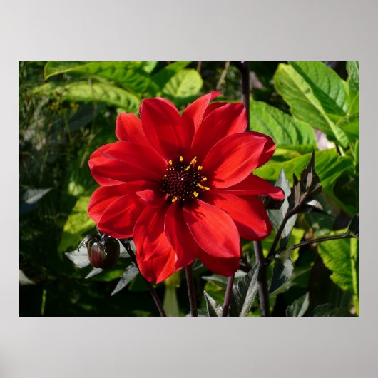 Red Dahlia (bisschop van Llandaff) II Poster (Voorkant)