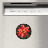 Red Dahlia (bisschop van Llandaff) Magneet (Insitu (Vaatwasser))