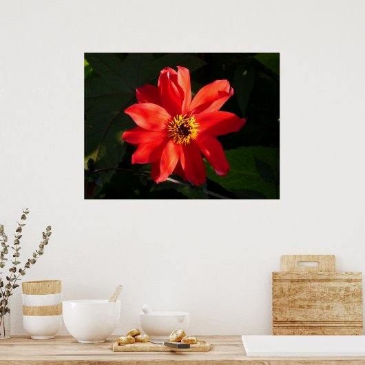 Red Dahlia (bisschop van Llandaff) Poster (Keuken)