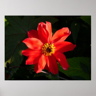 Red Dahlia (bisschop van Llandaff) Poster