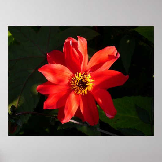Red Dahlia (bisschop van Llandaff) Poster (Voorkant)