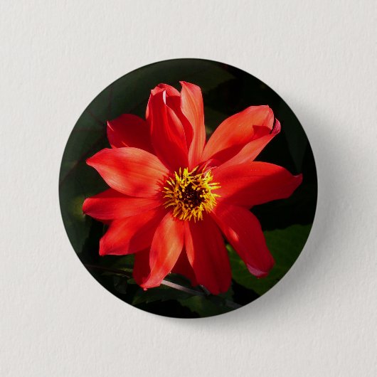 Red Dahlia (bisschop van Llandaff) Ronde Button 5,7 Cm (Voorkant)