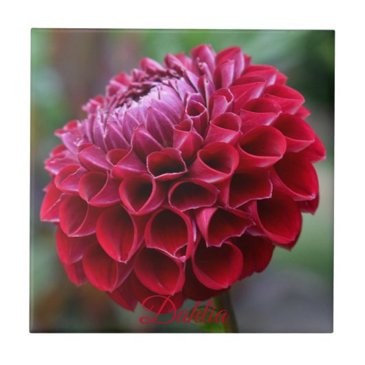Red Dahlia Bloom Floral Ceramic Tegel Tegeltje (Voorkant)